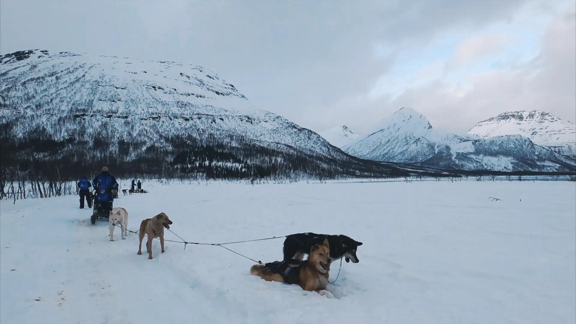 Husky Safari Tamokdalen